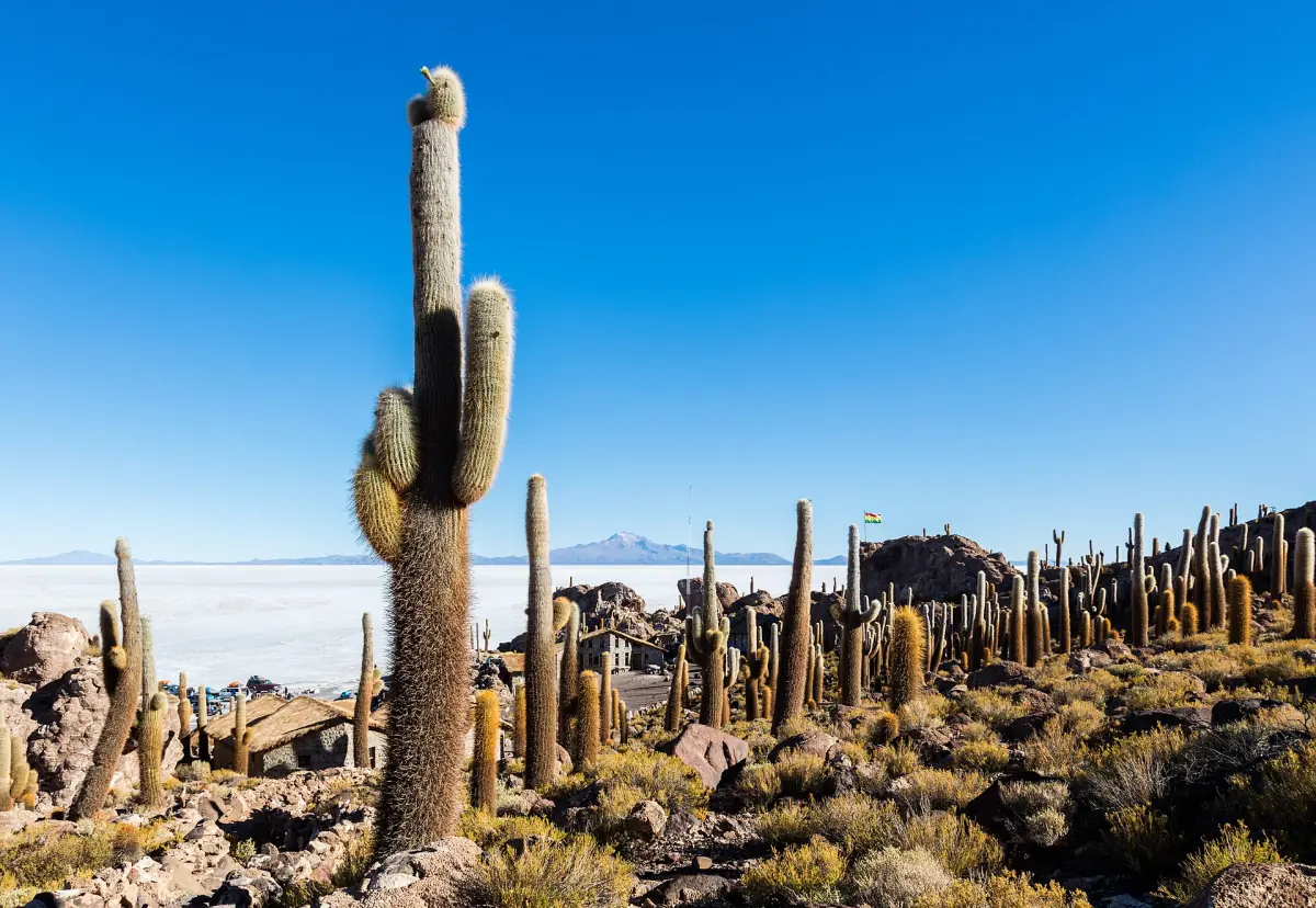 Giant cacti on Isla Incahuasi