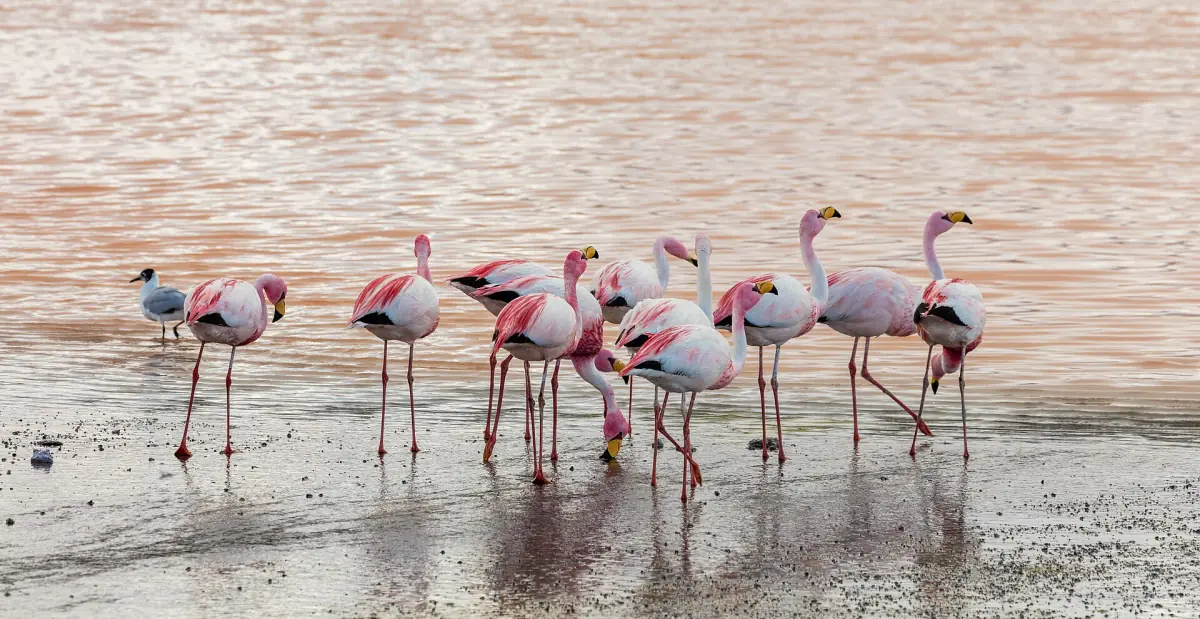 James's flamingos in Laguna Colorada
