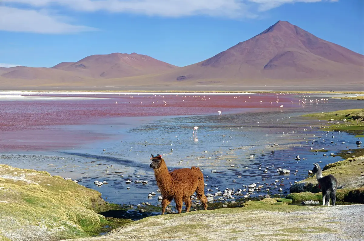 A llama with her young at Laguna Colorada